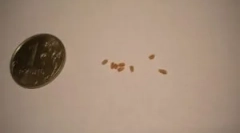 Ce căutați atunci când analizați fecalele viermilor