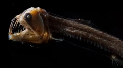 Ce arată cele mai teribile creaturi marine (fotografie)