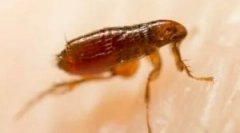 Ce arată bluful pe un bărbat