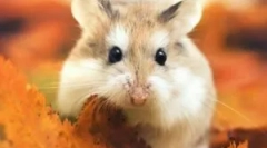 Cum să aduci purici la hamster
