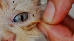 Cum să eliminați puricii într-o pisică acasă