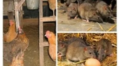 Cum să aduci șobolanii în vărsare?