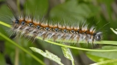 Cum trăiesc caterpanții caterpillar?