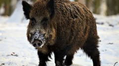 Cum trăiesc mistreții?