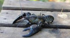 Cum să trăiești raci și crabi