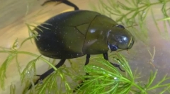 Ca un gândac de încălțăminte respiră sub apă?