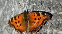 Cum de fluture de iarnă?