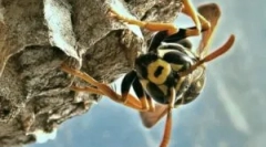 Cât de iarnă și ce mănâncă viespe?