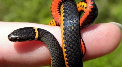 Cum se mișcă șerpii fără a avea un picior?