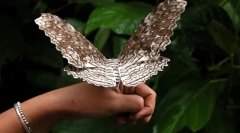 Ce fluture este cel mai mare?