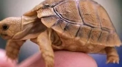 Ce broasca țestoasă este a ta?