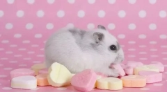 Ce hamster interzis hamster interzis?