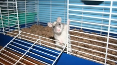 Care celula este necesară pentru șobolan, dimensiuni cum să-l facă singur