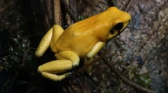 Ce fel de broasca este cea mai otrăvitoare?