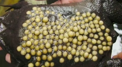 Ce broască își trasează descendenții pe spate?