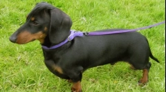 Ce fel de rasă de câine este cel mai rău?