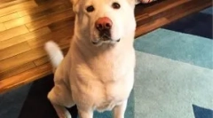 Ce rasă de câine glucoză