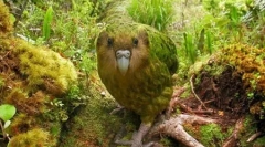 Kakapo: parrot bun, similar cu ol (9 fotografii)