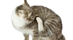 Ce antihistaminice sunt folosite pentru a trata pisicile