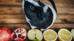 Ce fructe și fructe de padure mănâncă cobai