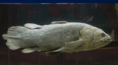 Care dintre cele mai cunoscute ființe vii cele mai vechi?