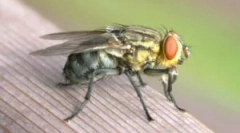 Ce zboară și de ce mușcă?