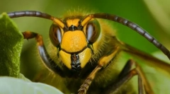 Ce insecte au ajutat oamenii să inventeze hârtia?