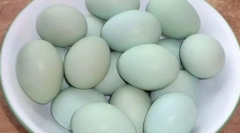 Ce rase de pui sunt ouă albastru și verde