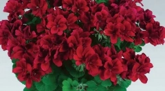 Ce plante sunt otrăvitoare pentru pisica ta: nu-i ratez casele