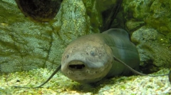 Ce specii moderne de pește există din cele mai vechi timpuri?