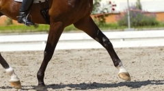 Care sunt ratele sunt calul