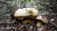 Care sunt regatele ființelor vii?