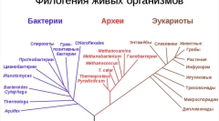 Care sunt tumele ființelor vii?