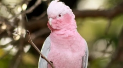 Ce tipuri de papagali vorbesc mai bine decât toate