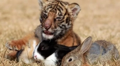 Ce relații există între animale în comunități?