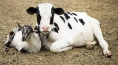 Ce animale au apărut în fața instanței?