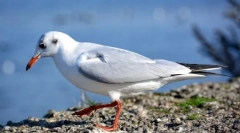 Ce păsări numesc marine și de ce?