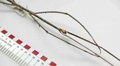 Ce insect este cel mai lung?