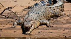 Ce reptile este cel mai mare?