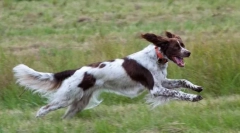 Ceea ce cuvântul poate pronunța un câine?