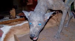 Ce animal ciudat este frică de rezidenții din america de sud?