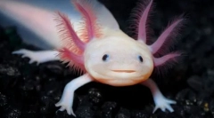 Ce zâmbet amplu zâmbește?