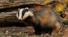 Ce fel de animal este cea mai mare casă?