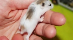 Care hamster este mai bine să faci pentru el însuși și copilul cum să aleagă