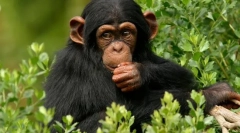 Care este cea mai apropiată rudă a unei persoane din lumea animalelor?