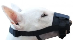 Ce bot este mai bun pentru câine și cum să-l alegi