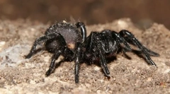 Ce păianjen este cel mai otrăvit?