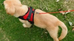 Ce lesa este mai bună pentru câine: opinia expertului