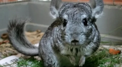 Ceea ce mănâncă iarba chinchillas, legând regulile cu ierburi