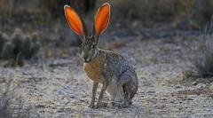 California hare